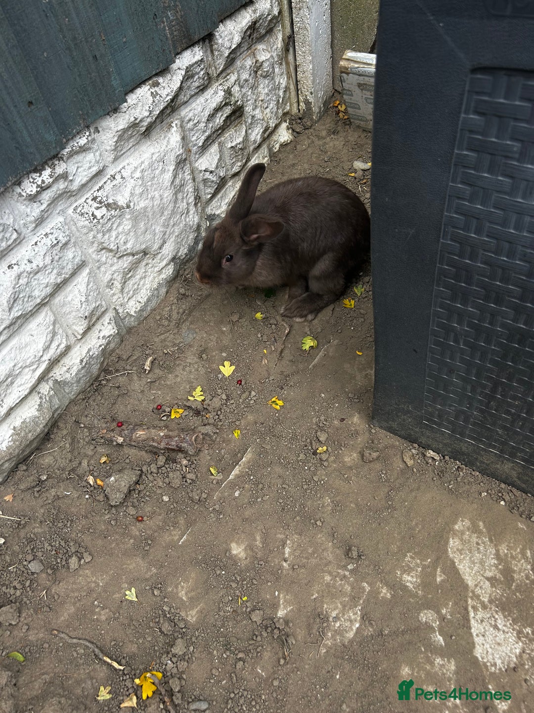 Mini Lop rabbits for sale: 2 female rabbits for sale  - Image 1