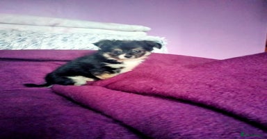 Chihuahua dogs - Advert 8