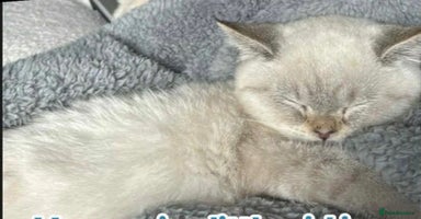 British Shorthair cats - Advert 14