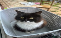 European cats for sale: Adorable Tuxedo Longhair Kittens  - Image 5