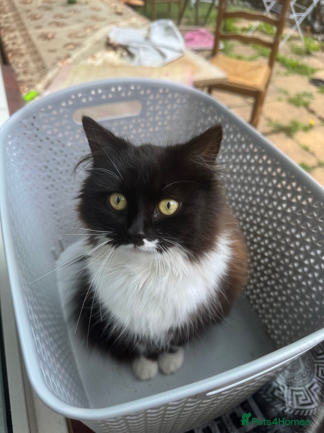 European cats for sale: Adorable Tuxedo Longhair Kittens  - Image 5