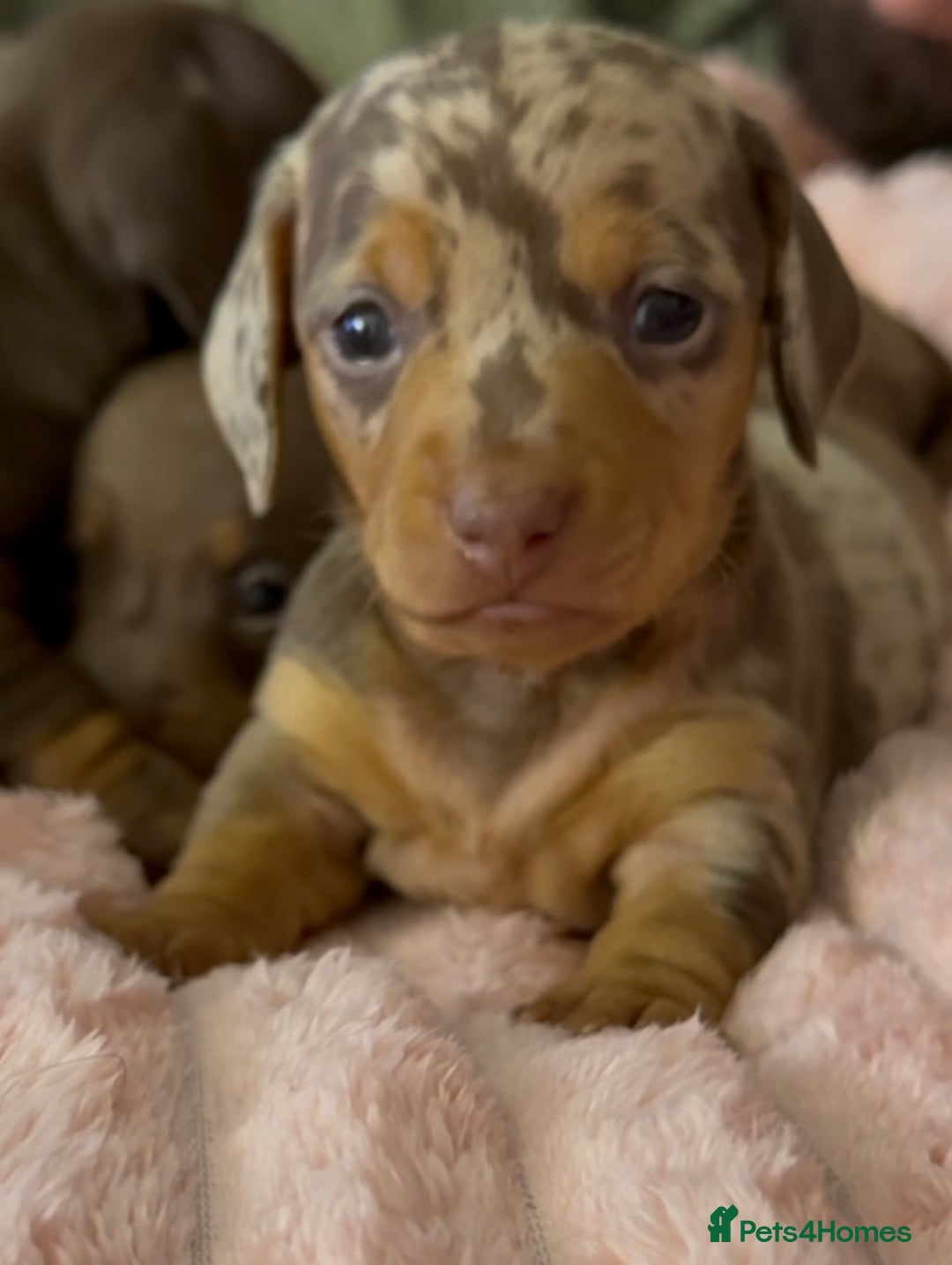 Miniature Dachshund dogs for sale: 🐾🌟KC Reg Miniature Dachshund Puppies🌟🐾 - Advert 27