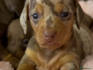 Miniature Dachshund dogs 🐾🌟KC Reg Miniature Dachshund Puppies🌟🐾 - Advert 14