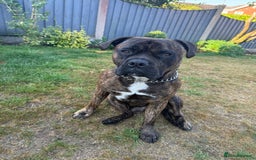 Mixed Breed dogs for sale: Bear bullmastiff x Staffordshire bull terrier - Image 1