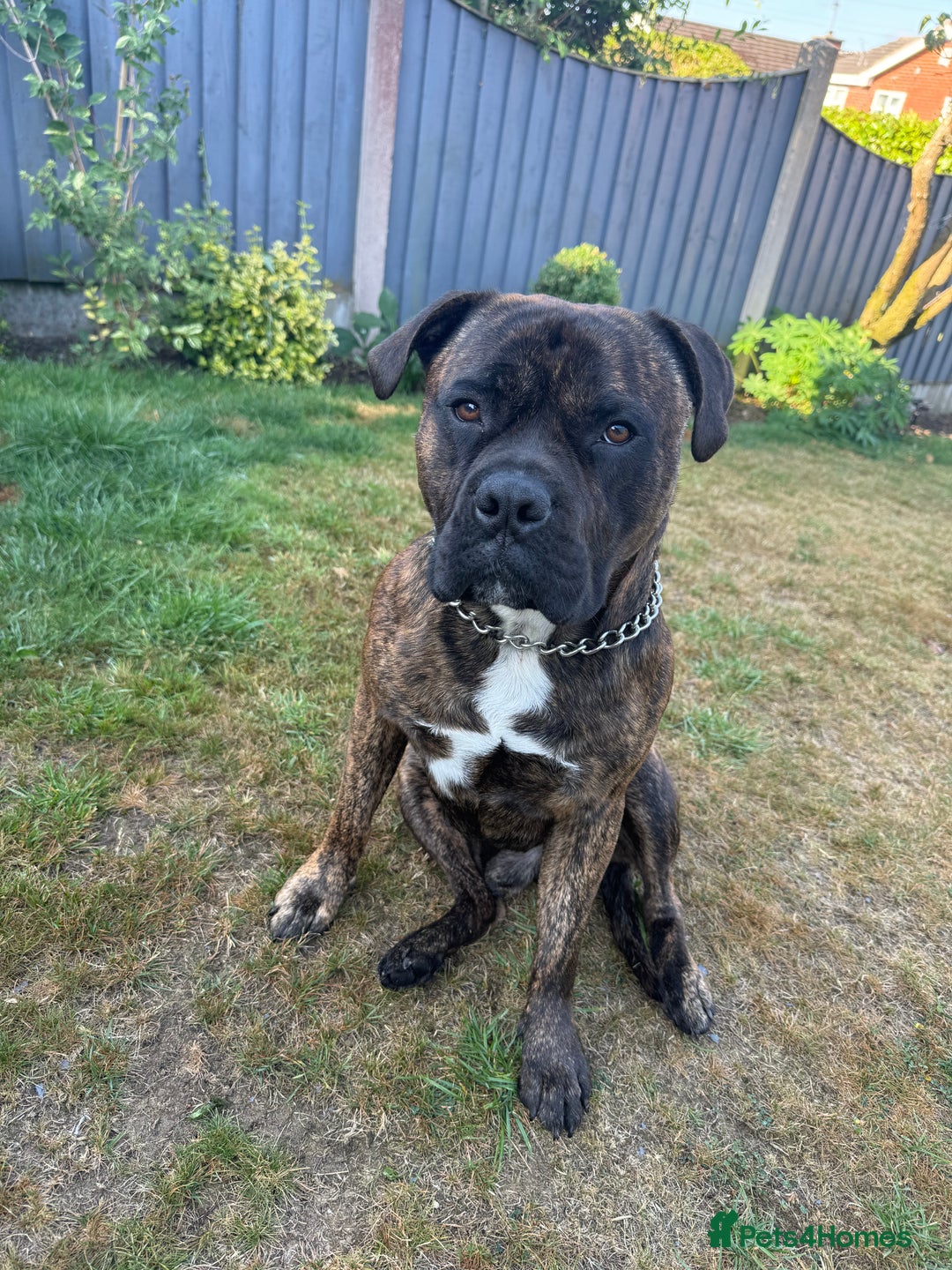 Mixed Breed dogs for sale: Bear bullmastiff x Staffordshire bull terrier - Image 1