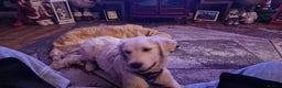 Golden Retriever dogs for sale: Golden Retriever Boy - Advert 6