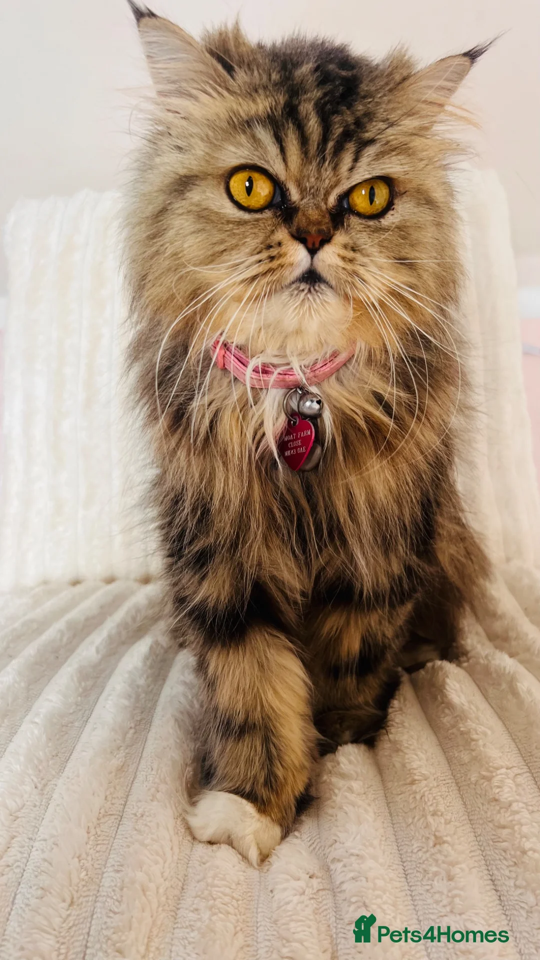 Persian cats for sale: Gorgeous Persian Kittens  - Advert 2