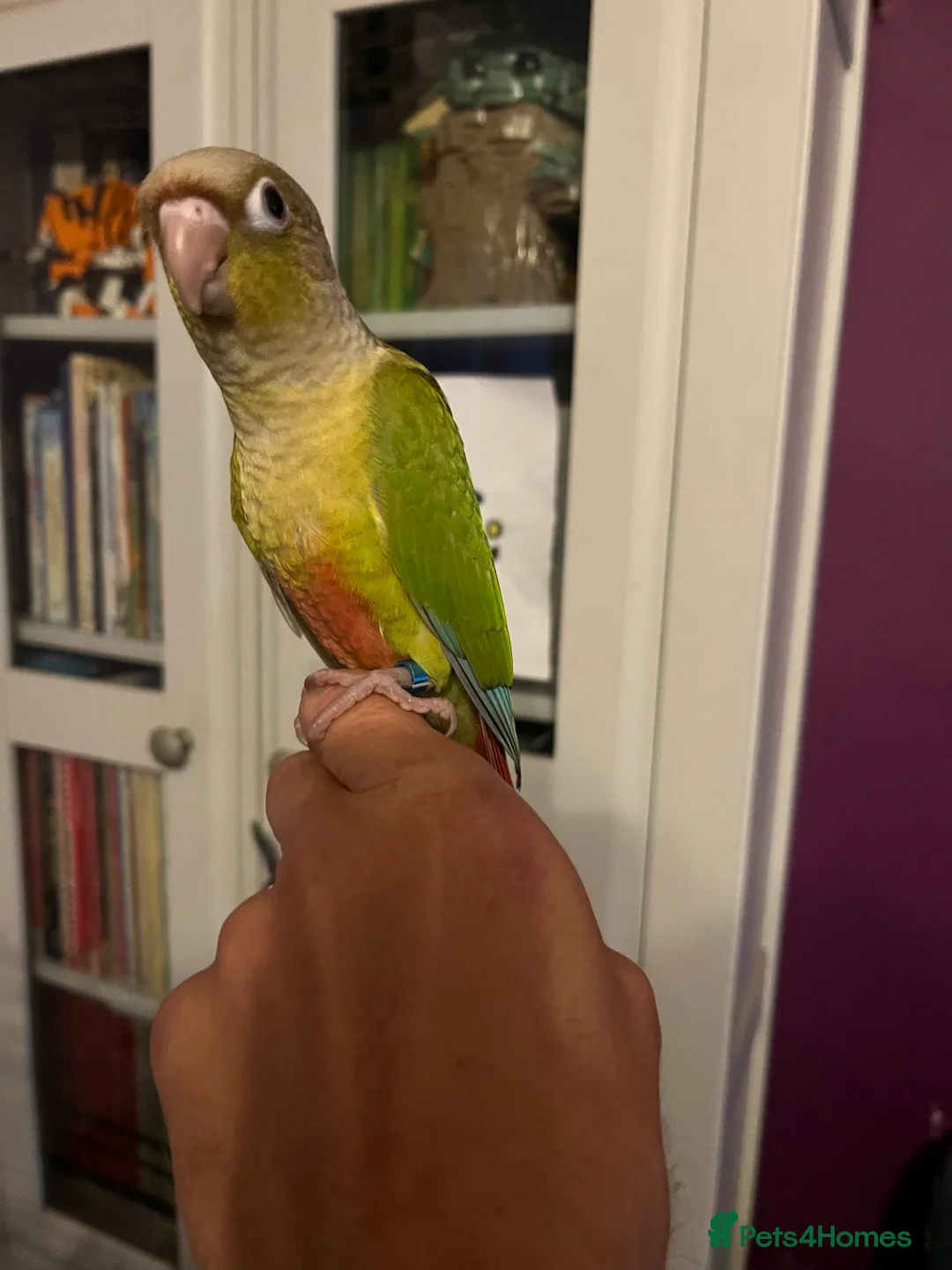 Conures birds for sale: Hand Reared Pineapple Conure - Advert 2