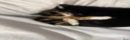 Mixed Breed cats for sale: Male and female cats - Advert 4