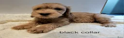 Cockapoo dogs for sale: LAST 2BOYS AVAILABLE  F1 cockapoo puppies  - Advert 2