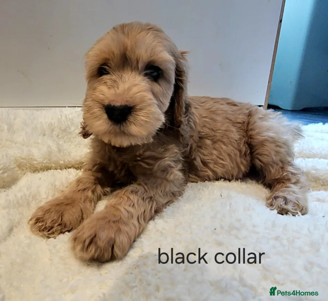 Cockapoo dogs for sale: LAST 2BOYS AVAILABLE  F1 cockapoo puppies  - Advert 2