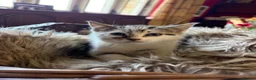 Mixed Breed cats for sale: Beautiful kittens for sale  - Advert 4