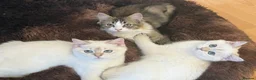 British Shorthair cats for sale:  BRITISH SHORT HAIR WHITE COLOR POINT - Advert 12