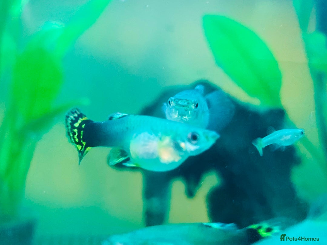 Live Bearers fish for sale: Mixed guppies - Image 12