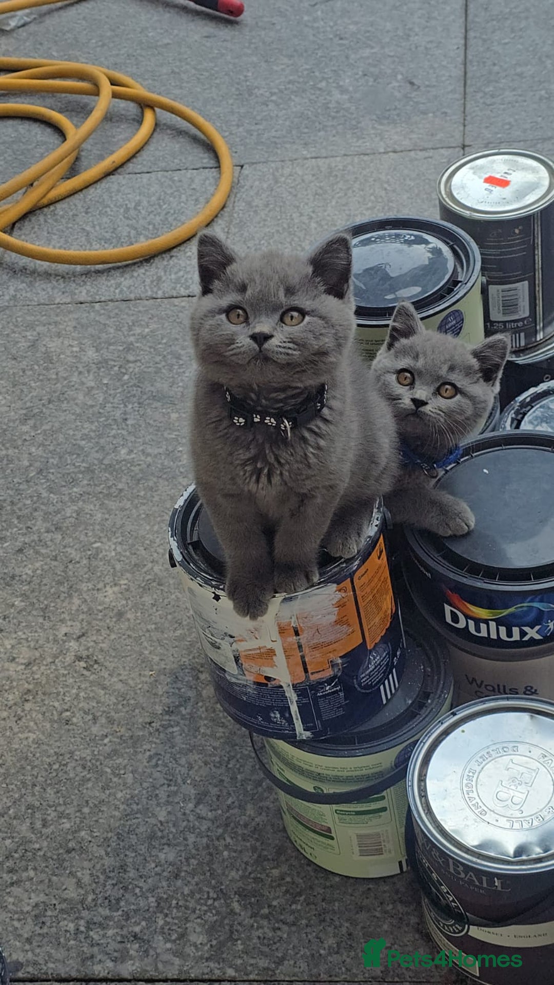 British Shorthair cats for sale: GCCF BSH Kittens pet homes only  - Image 1