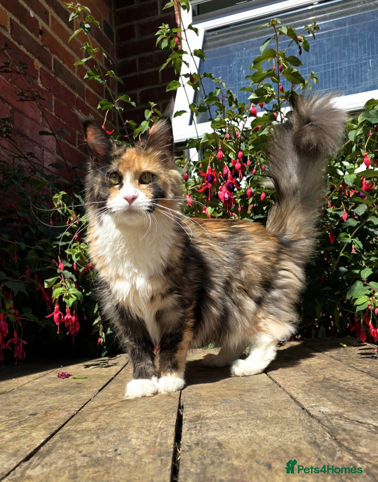 Maine Coon cats Beautiful TICA-Reg MaineCoon needs a Loving Home - Advert 1