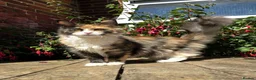 Maine Coon cats for sale: Beautiful TICA-Reg MaineCoon needs a Loving Home in London - Advert 1