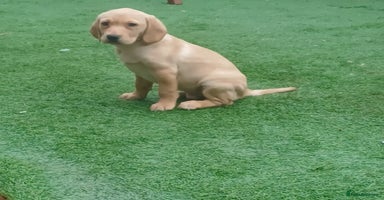 Labrador Retriever dogs - Advert 4