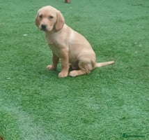 Labrador Retriever dogs - Advert 4