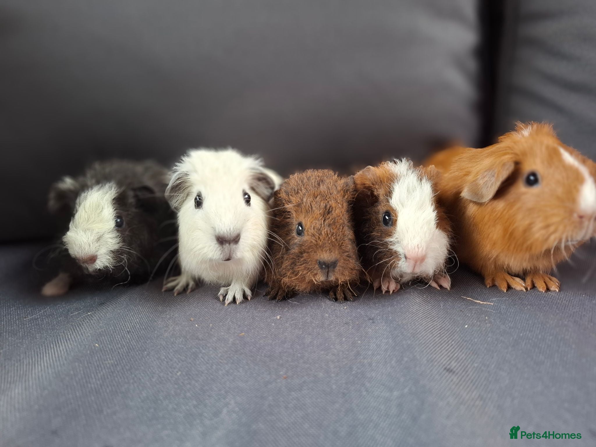 Guinea Pig rodents Teddy/pet Guinea Pigs - Boars - Advert 13