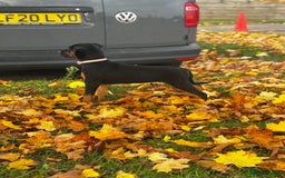 Mixed Breed dogs for sale: 75% working dobermanns Reduced price on final 2!!! - Advert 15