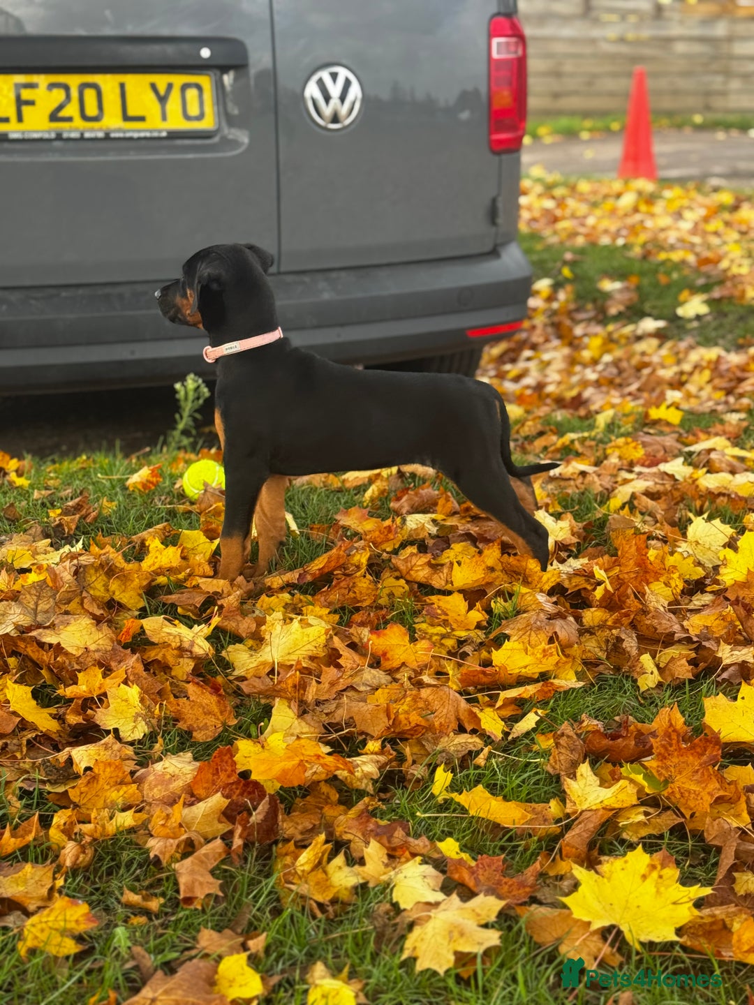 Mixed Breed dogs for sale: 75% working dobermanns Reduced price on final 2!!! - Advert 15