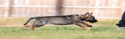 German Shepherd dogs for sale: Working line KC GSD pups  - Advert 6