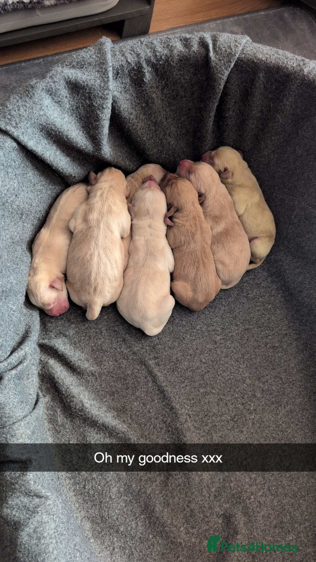 Labrador Retriever dogs for sale: Labrador puppies - Image 2