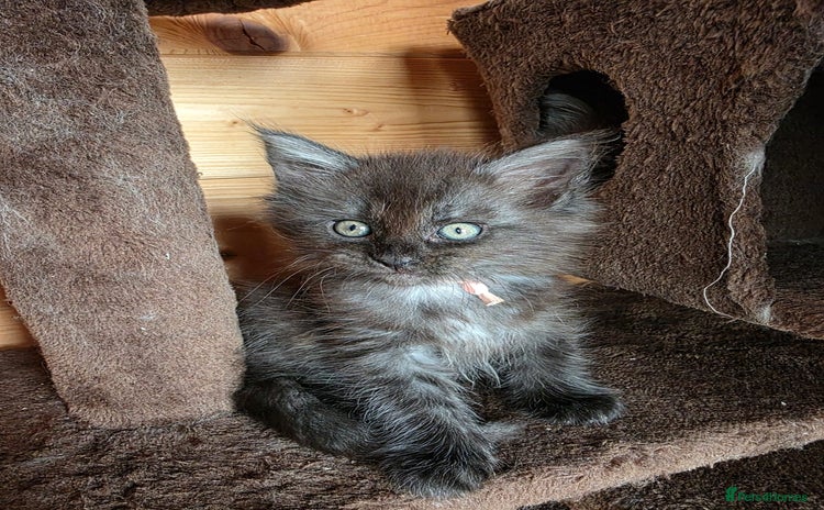 Maine Coon cats - Advert 6