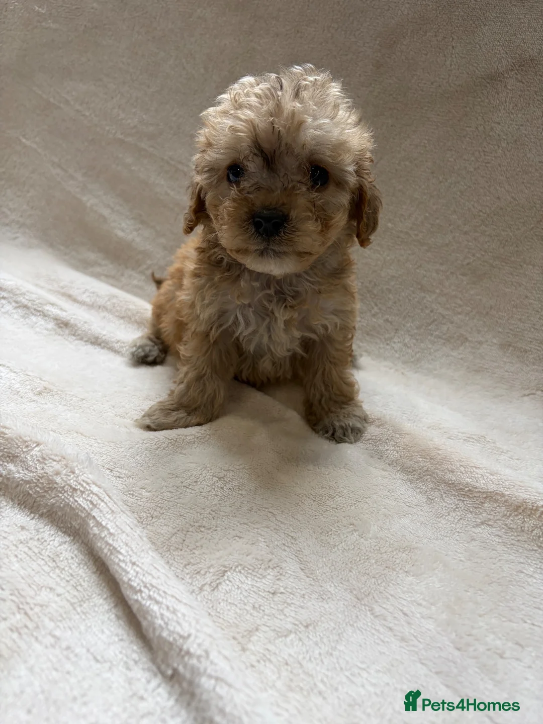 Cockapoo dogs for sale: 🐾STUNNING COCKERPOO F1 PUPPIES REG BREDER 🐾 - Advert 20