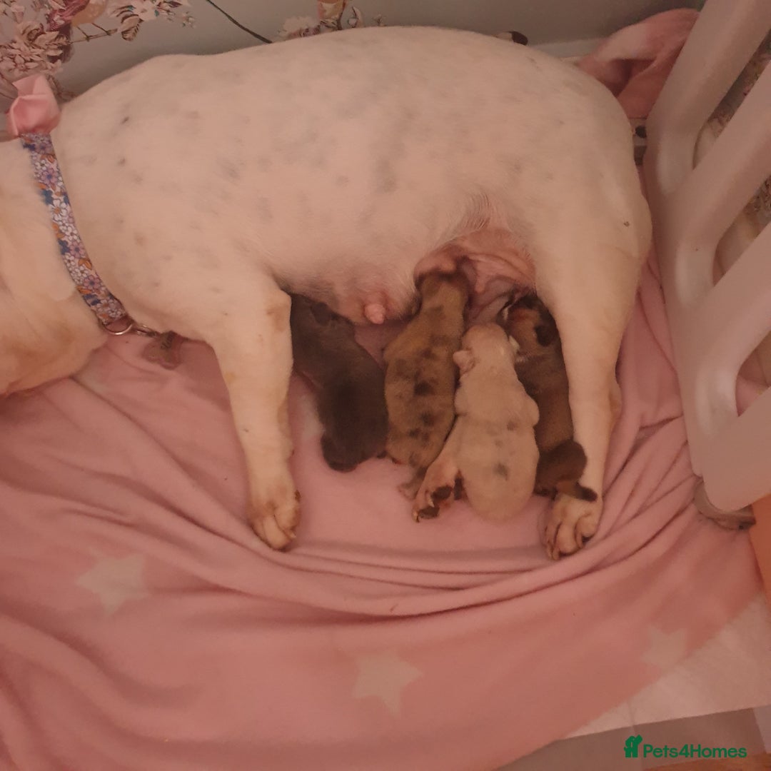 French Bulldog dogs for sale: 4French bulldog puppies 3 weeks old kc registered  - Advert 19