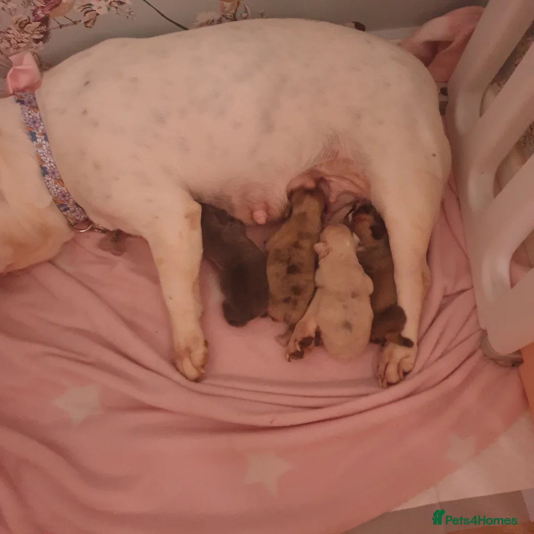 French Bulldog dogs for sale: 4French bulldog puppies 5weeks old kc registered  - Advert 6