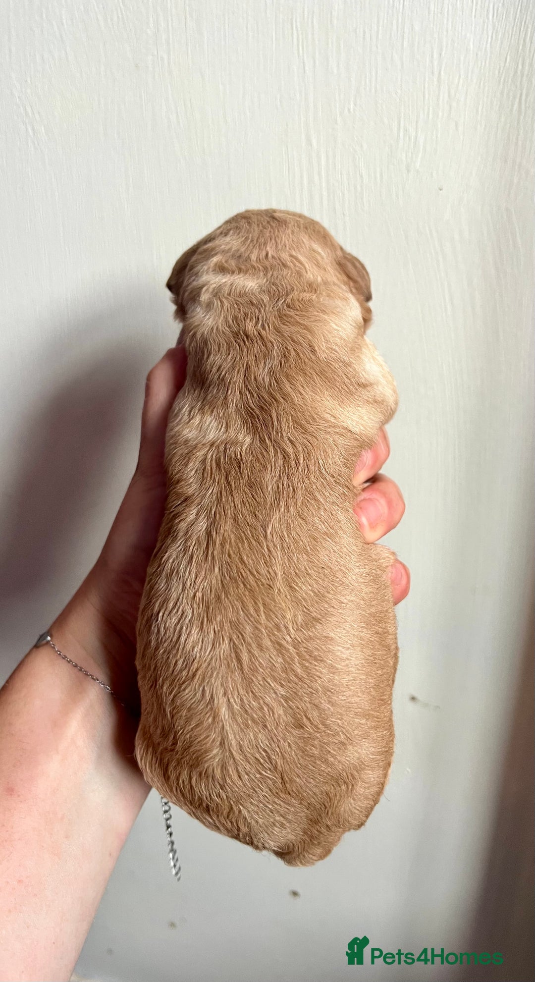 Labradoodle dogs for sale: Gorgeous Litter of F1 Labradoodle Puppies  in Lydbury North - Image 17
