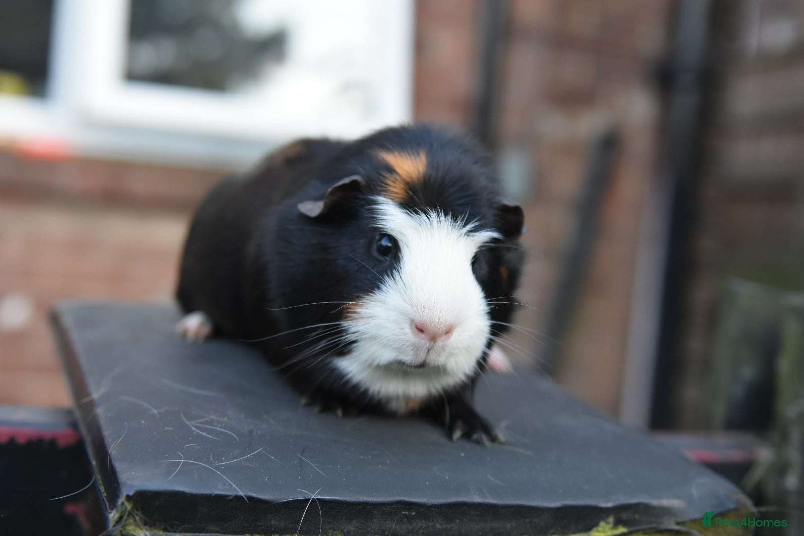 Guinea Pig rodents for sale: Guinea Pigs Looking For New Homes - Advert 7