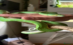 Python Snake reptiles for sale: Green tree python type Manokwari Jayapura - Image 2