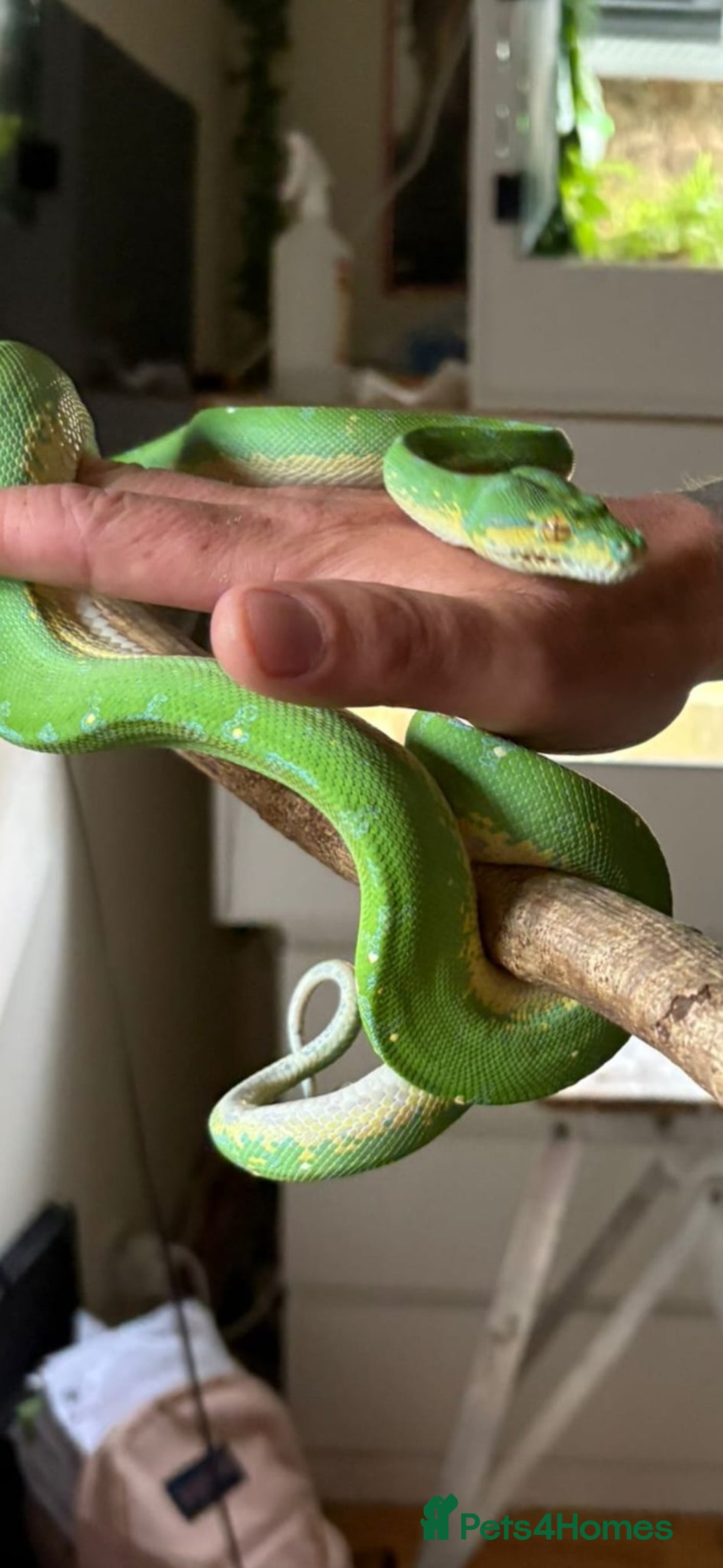 Python Snake reptiles for sale: Green tree python type Manokwari Jayapura - Image 2