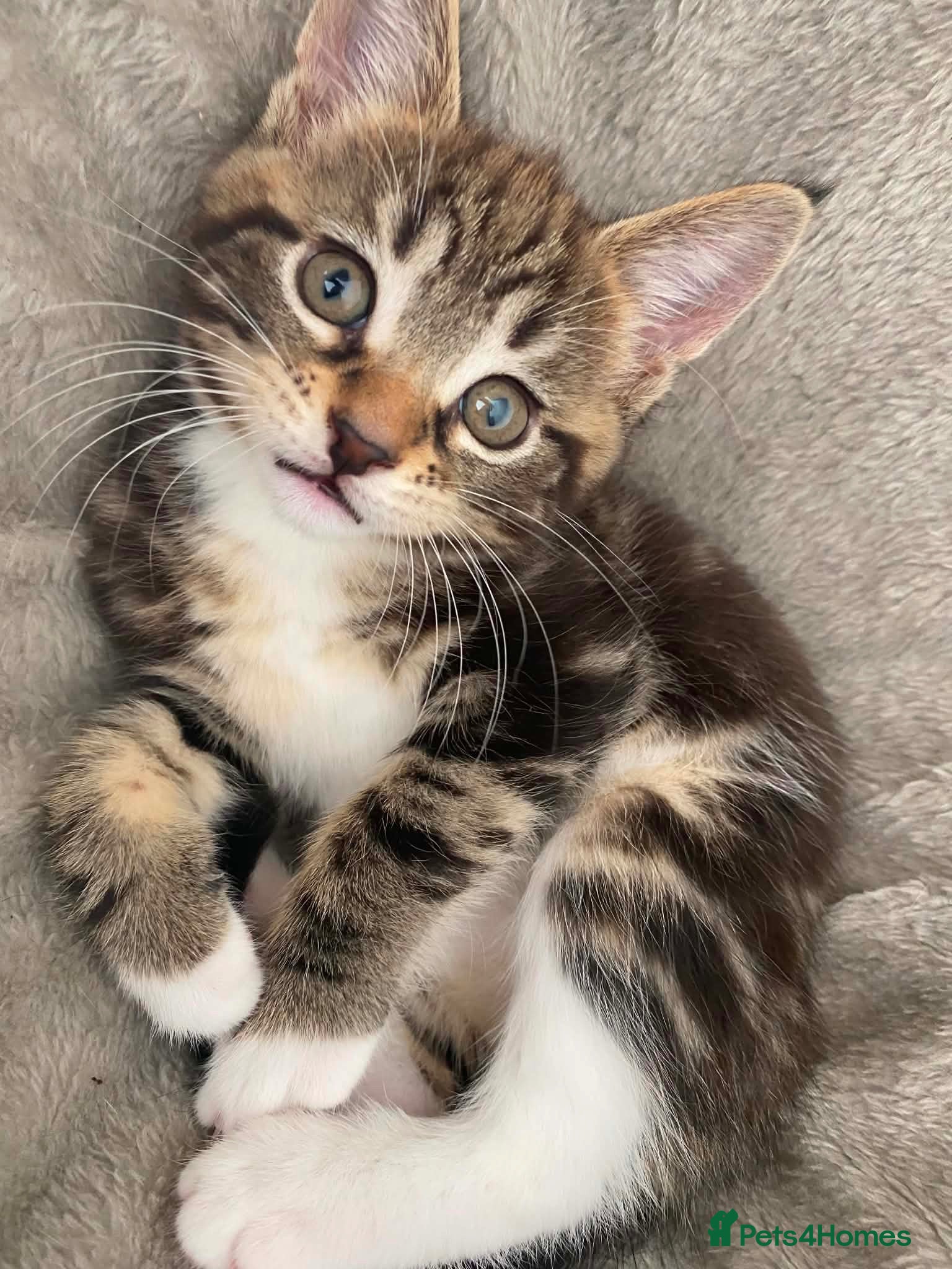 Mixed Breed cats Maine coon x bengal kittens - Advert 4