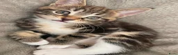 Mixed Breed cats for sale: Maine coon x bengal kittens - Advert 1