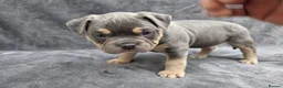 American Bully dogs for sale: Pocketbully puppy  - Advert 34