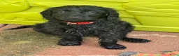 Cockapoo dogs for sale: F1b Cockapoos - Advert 17
