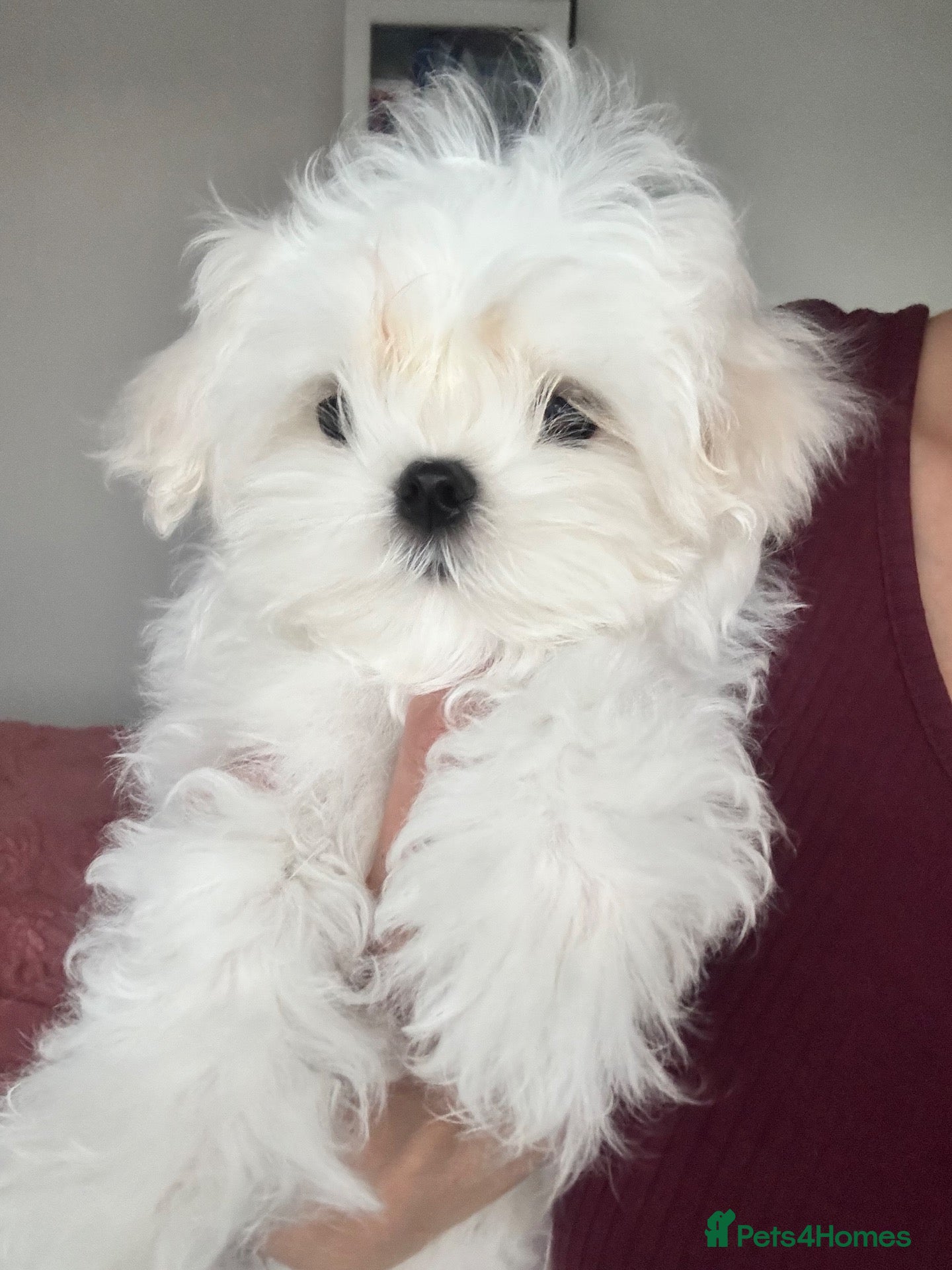 Maltese dogs 🦋Show Quality Korean Maltese Boy🦋 - Advert 12