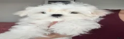 Maltese dogs for sale: 🦋Show Quality Maltese Boy Health Tested Parents🦋 - Advert 6