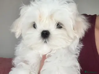 Maltese dogs 🦋Show Quality Korean Maltese Boy🦋 - Advert 12