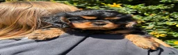 Cavalier King Charles Spaniel dogs for sale: HEART, EYE and DNA Tested Black and Tan boy  in Chard - Advert 10
