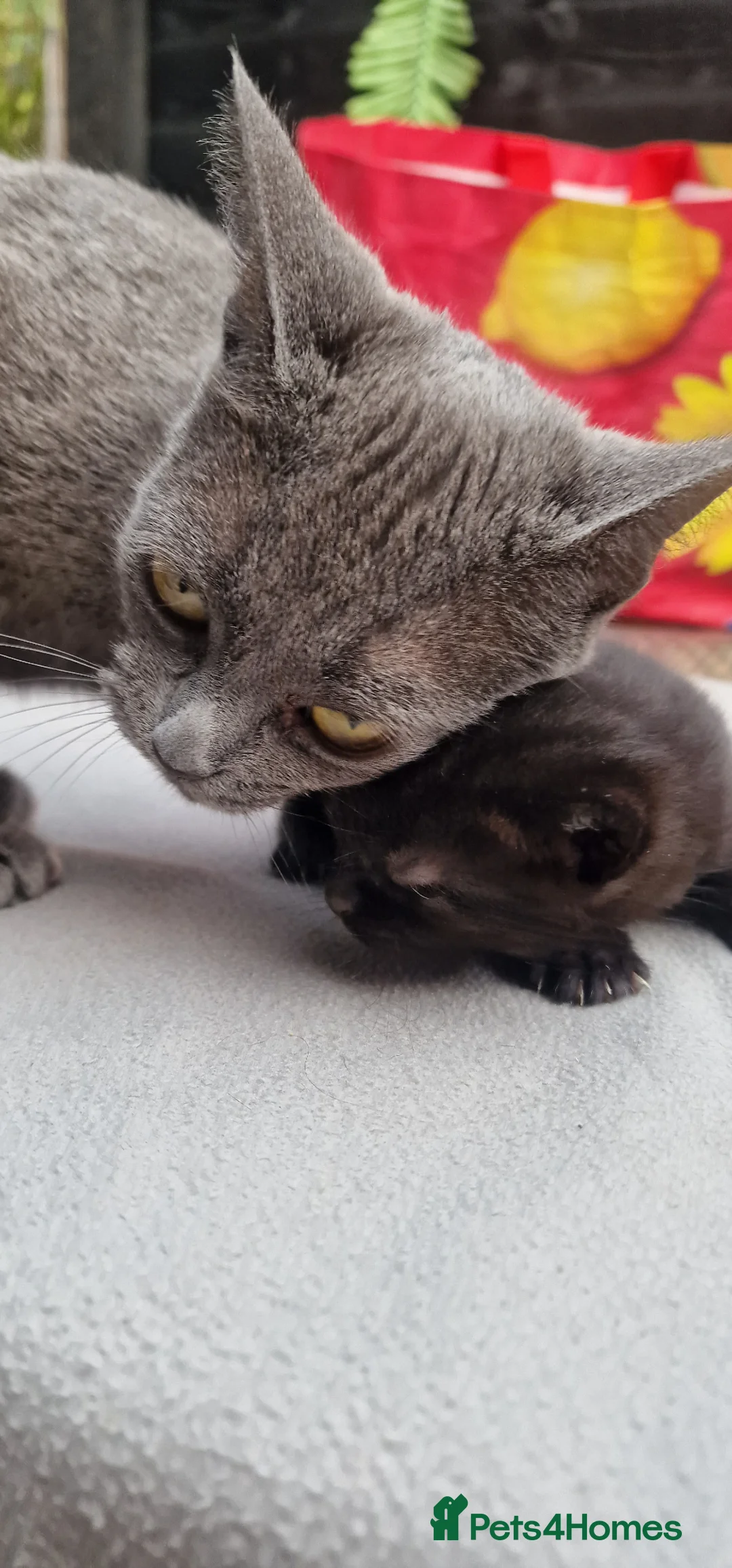 Chartreux cats for sale: 4 beautiful Chartreux kittens - Advert 2
