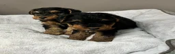 Welsh Terrier dogs for sale: Top Quality KC Reg PLL clear Welsh Terrier Puppies - Advert 5