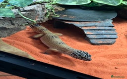 Leopard Gecko reptiles for sale: Leopard gecko & full set up exo terra 45x45x30cm.  - Image 9