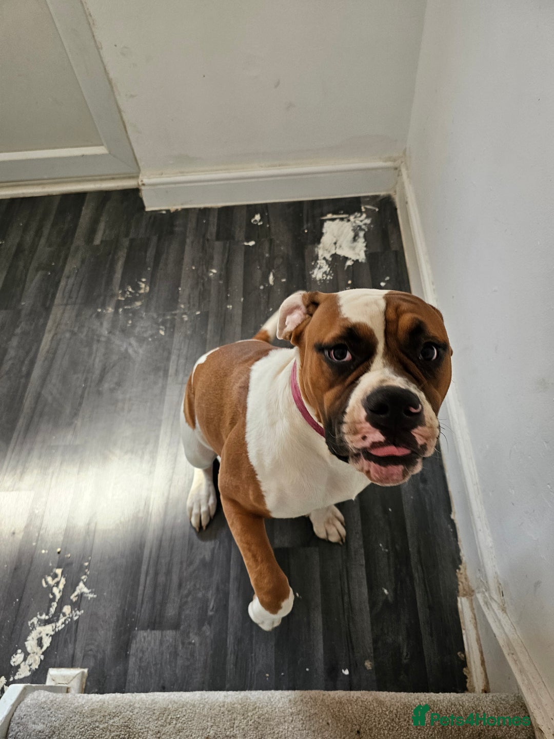 American Bulldog dogs for sale: Female American Bulldog for sale - Image 1