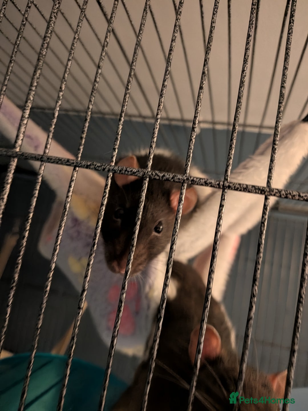 Rat rodents for sale: Female rats for adoption - with cage  - Advert 5