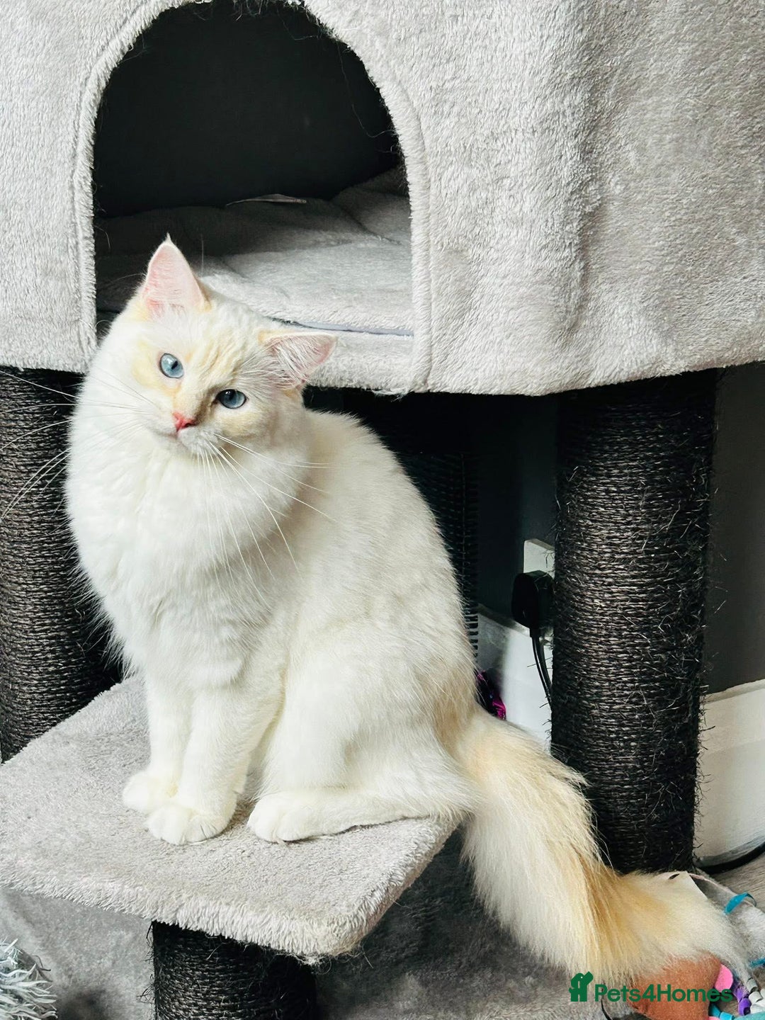 Ragdoll cats for sale: Beautiful Ragdoll kittens GCCF-seal tortie tabby  - Image 7